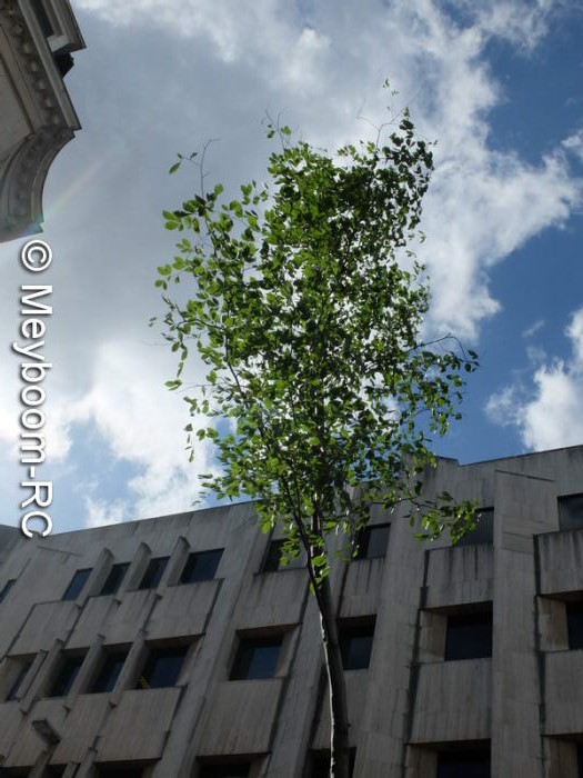 plantation du Meyboom