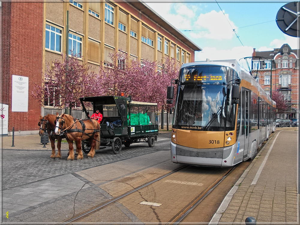 chevaux